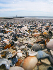 Sea Shells on Beach