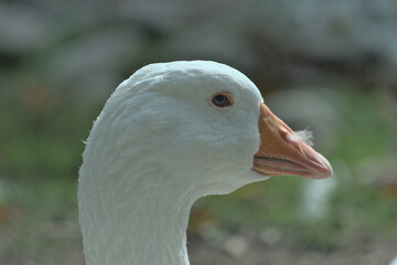 white goose portrait
