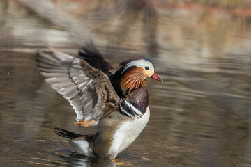 Male mandarin duck (Aix galericulata) 
