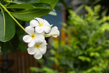 white and yellow flowers