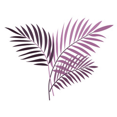 Fototapeta Egzotyczne palmowe liście w odcieniach fioletu. Botaniczna ilustracja tropikalnej rośliny na białym tle. obraz