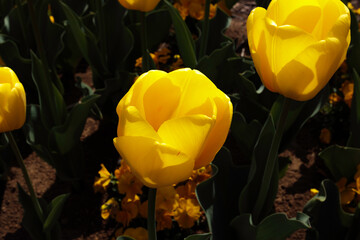 季節を彩る花畑