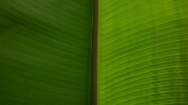 The banana tree leaf texture in the sun with the wind. Green leaf abstract background. Pattern concepts. Slow-motion video.
