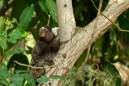 Sagui ou mico em galho de árvore em meio a vegetação da floresta tropical