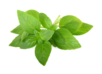 Basil leaves isolated on white background. Basil herb