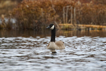 Young Canada goose