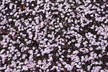 地面に散らばる桜の花びら