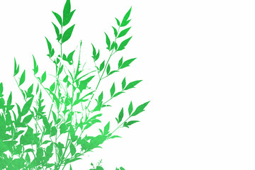 Obraz premium green grass background