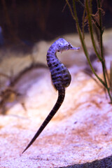 The short-snouted seahorse (Hippocampus hippocampus). © Elena