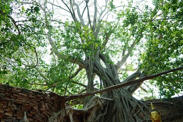 the beautiful background of plant & flower
