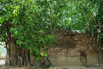 the beautiful background of plant & flower