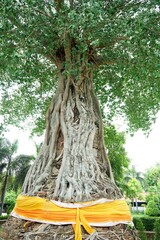 the beautiful background of plant & flower