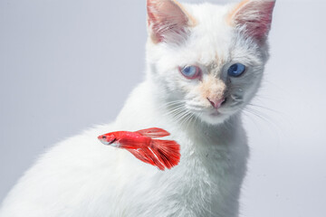 White cat and red betta fish 