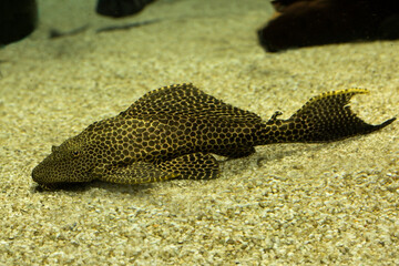 The Leopard pleco (Pterygoplichthys gibbiceps).