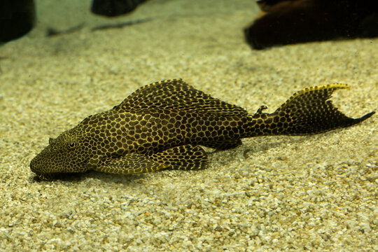 The Leopard pleco (Pterygoplichthys gibbiceps).