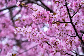 Close up of cherry Blossoms in Ramsden Park, Toronto