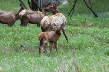 Cow elk with calf