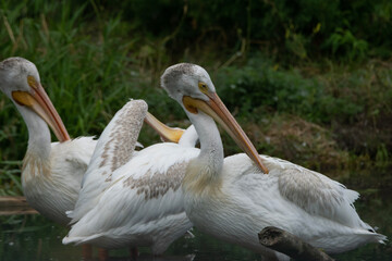 pelicans in wild