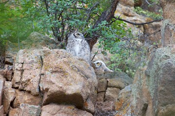 Fototapeta premium Great horned owl and owlet hiding on rock cliff