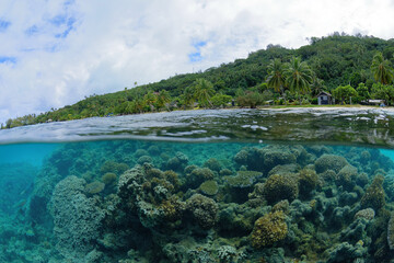 plage et coraux de bora bora - polynesie francaise