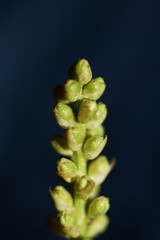 Prunus lusitanica spring branch fruits family rosaceae modern background high quality big size botanical instant prints