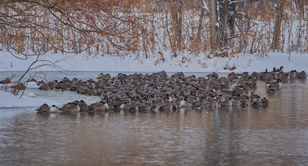 Canadian Geese in flight