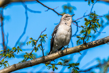 Northern Mockingbird