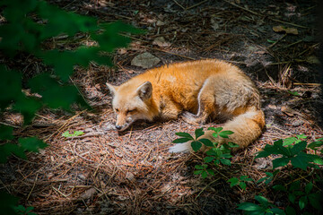 Fox Laying in the Woods