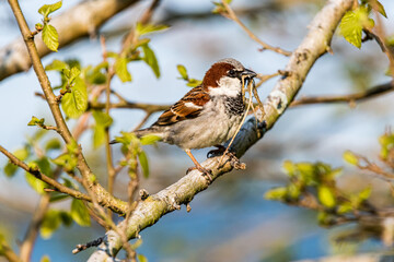 House Sparrow