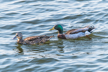 Pair of Mallards
