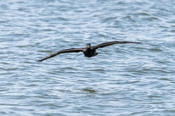 Common Cormorant on approach