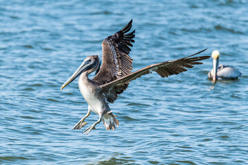 Brown Pelican