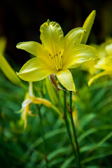 Fototapeta premium Yellow Daylily
