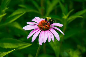 Bee on a Purple Coneflower.