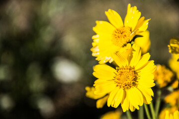 yellow beauty flowers