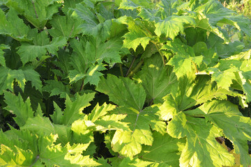 Close-up tinted texture of large leaves of hogweed.
