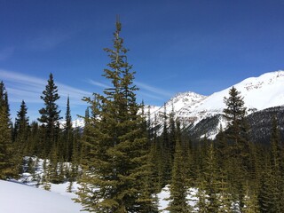 Spectacular view of the Icefield Parkway 