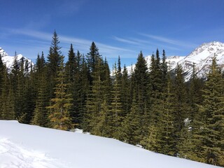 Spectacular view of the Icefield Parkway 