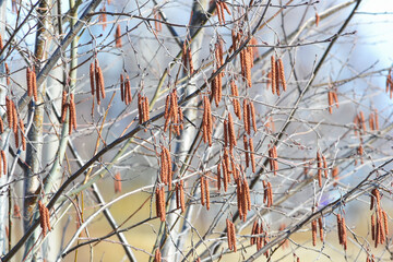Alder Catkins Closeup. Spring Background. selective focus blurred bokeh background,