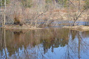 The river overflows in the spring after the snow melts. Flooded trees, dry bushes and grass in the spring season.