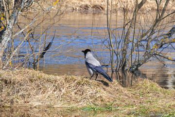 A crow stands on the riverbank and looks into the distance