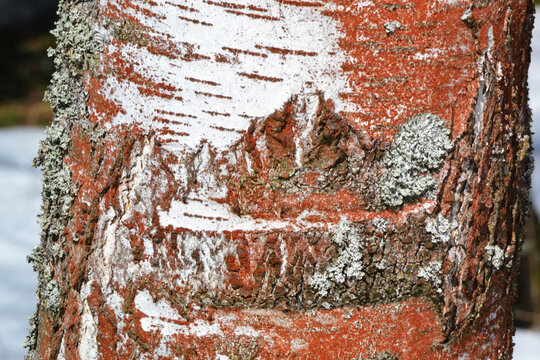 The trunk of an old rusty red birch covered with Trentepohlia umbrina lichen, close-up. A sign of the ecological health of the forest.