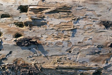 The texture of natural rough wood with insect moves on the surface