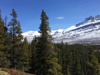 Spectacular view of the Icefield Parkway 