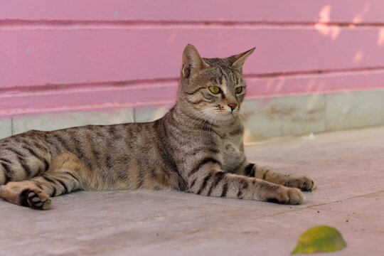 Close-up shot of tabby cat sitting in the courtyard of the house. concept to summer rest, Domestic Animals