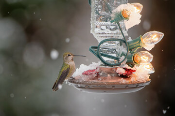 Selective focus shot of a green hummingbird standing on a lamp with snow falling outside © Debi Murk/Wirestock