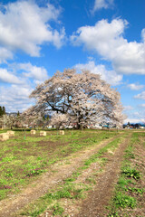 馬ノ墓の種蒔桜・飯豊山（福島県・会津美里町）
