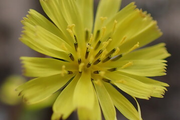 yellow flower