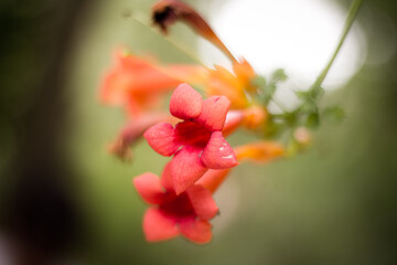 Obraz premium flower closeup