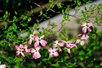 Naklejka premium ハナミズキの花